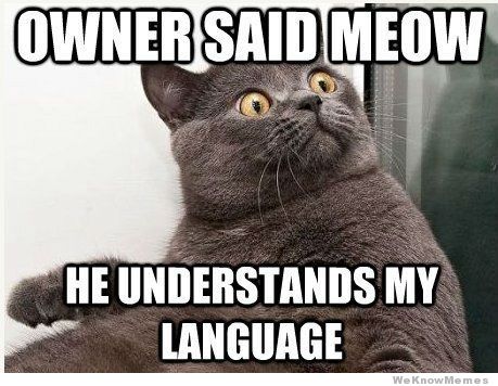 cat meme