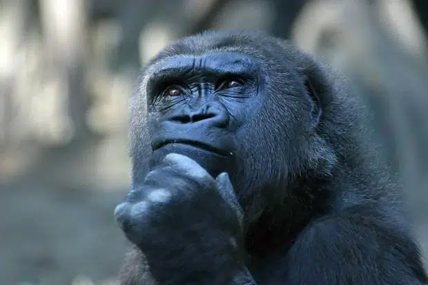 monkey with a thoughtful look